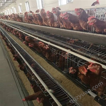 河南鸡笼  养鸡场鸡笼厂家 禽畜笼鸡笼价格