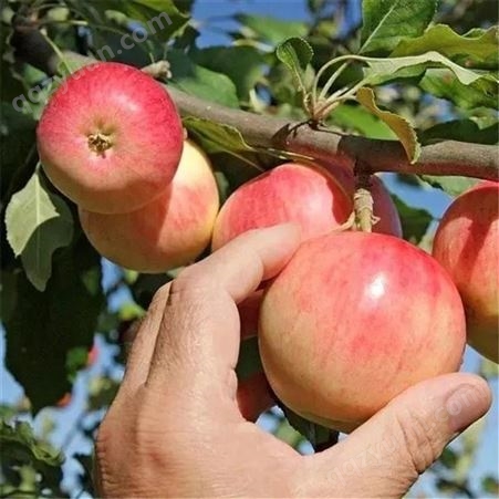 山东嘎啦苹果批发市场 酸甜美八苹果价格 代收苹果 市场价格