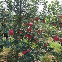 红富士新品种 苹果市场价格与期货价格 代收苹果 产地经销