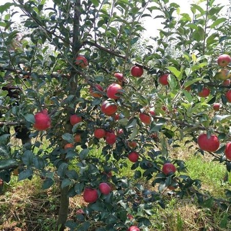 红富士新品种 苹果市场价格与期货价格 代收苹果 产地经销