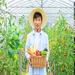 松山湖蔬菜配送-宏鸿产品-价格公道-渠道配送