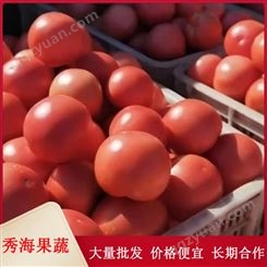 产地直供温室大棚西红柿 品种优良 大量现货