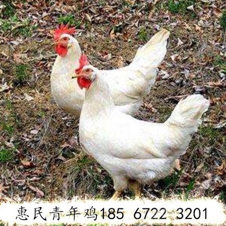 福建青年鸡厂家汇总 蛋鸡青年鸡品牌