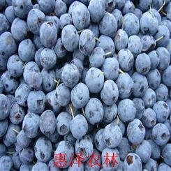 大量销售蓝莓果 产地直发 生鲜水果批发