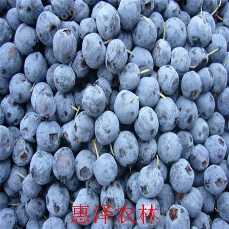 大量销售蓝莓果 产地直发 生鲜水果批发