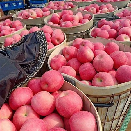 冷库存放苹果利润1吨批发价格 袋子红富士苹果 代收苹果 大量上市