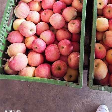 冷库存放苹果利润1吨批发价格 袋子红富士苹果 代收苹果 大量上市