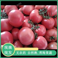 山东硬粉西红柿大量上市货源充足质量口感好