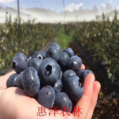 红色蓝莓果 蓝色果子 新鲜采摘