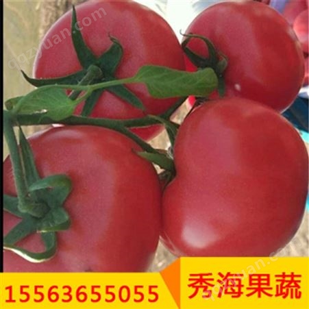 高产西红柿四季蔬菜苗阳台盆栽包成活全程售后服务