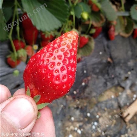 地栽草莓苗 黔莓一号草莓苗 现货供应草莓苗
