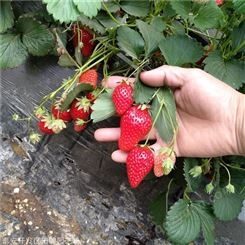 草莓苗 法兰地草莓苗 基地现货供应红颜草莓苗