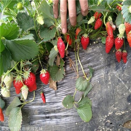 地栽草莓苗 法兰地草莓苗 草莓苗供应