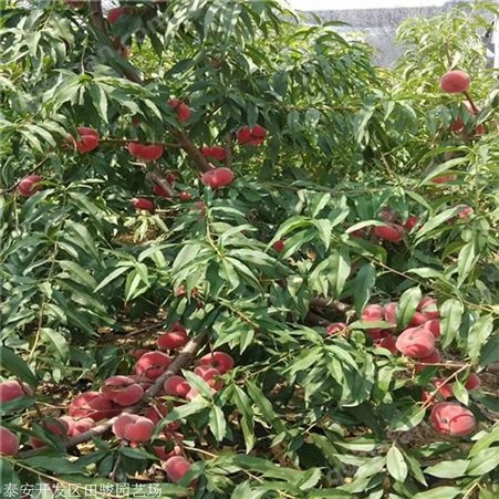 泰安桃树苗 胭脂红脆桃树苗 5公分桃树苗价格
