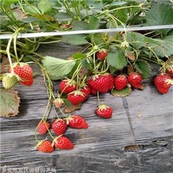 地栽草莓苗 牛奶草莓苗 出售批发草莓苗
