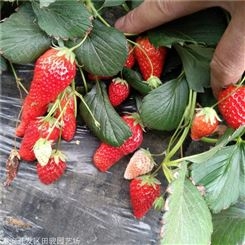 草莓苗 红颜草莓苗 甜宝草莓苗价格