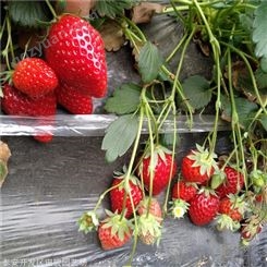 地栽草莓苗 桃熏草莓苗 现货供应草莓苗