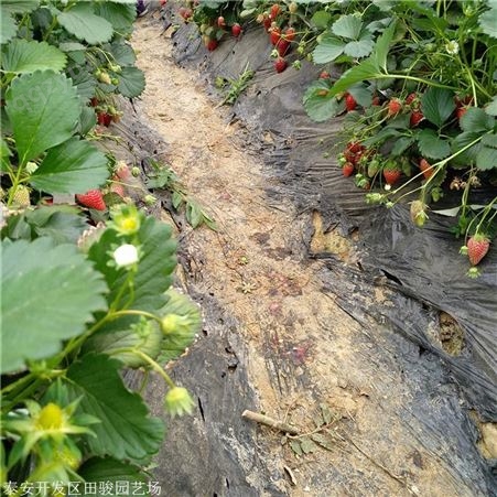 草莓苗 法兰地草莓苗 基地现货供应红颜草莓苗