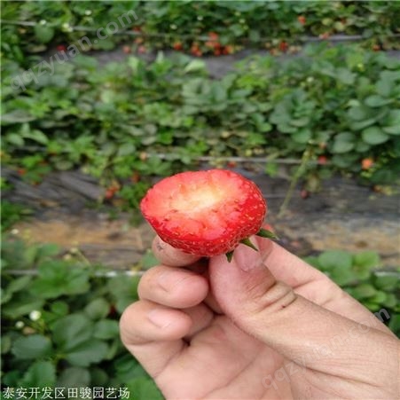 地栽草莓苗 奶油草莓苗 基地现货供应红颜草莓苗