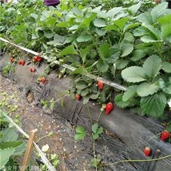 草莓苗 红颜草莓苗 抗病性高丰产草莓苗