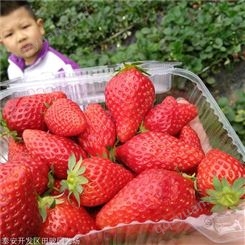 地栽草莓苗 法兰地草莓苗 基地直销优质脱毒草莓苗