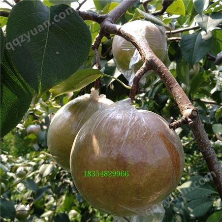 二年梨树苗批发价格 一年梨树苗种植基地 丹霞红梨树苗价格