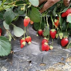 草莓苗 丰香草莓苗 基地直销红颜草莓