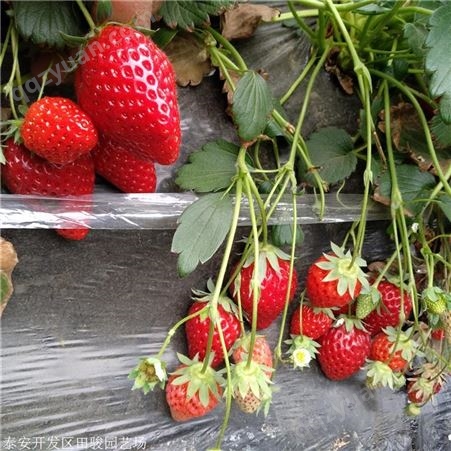 地栽草莓苗 甜查理草莓苗 甜宝草莓苗价格