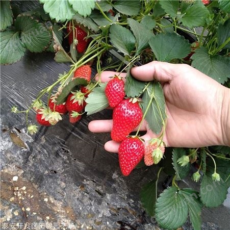 地栽草莓苗 黔莓一号草莓苗 现货供应草莓苗