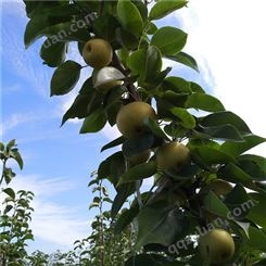 哪种梨树苗是晚熟品种 晚秋黄梨树苗 储存期长