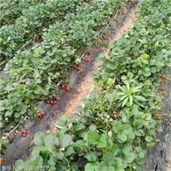 地栽草莓苗 奶油草莓苗 基地现货供应红颜草莓苗