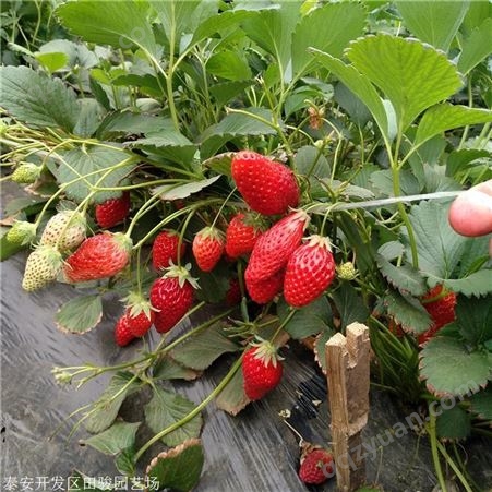 草莓苗 牛奶草莓苗 章姬草莓苗基地