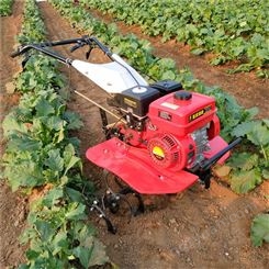 小型农用旋耕机 草莓培土起垄机 葡萄园施肥机