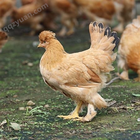散养北京油鸡育成鸡 育成鸡养殖出售