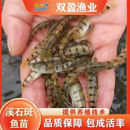 广东双盈鱼苗场供应光唇鱼苗 鲜活水产 淡水溪石斑鱼苗