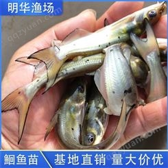淡水养殖鮰鱼苗 斑点叉尾鱼苗 生长周期短 明华渔场