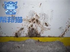 荔湾华林街道灭螨虫除老鼠 杀蟑螂 防治白蚁上门价格多少