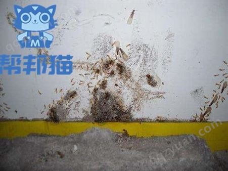 荔湾华林街道灭螨虫除老鼠 杀蟑螂 防治白蚁上门价格多少